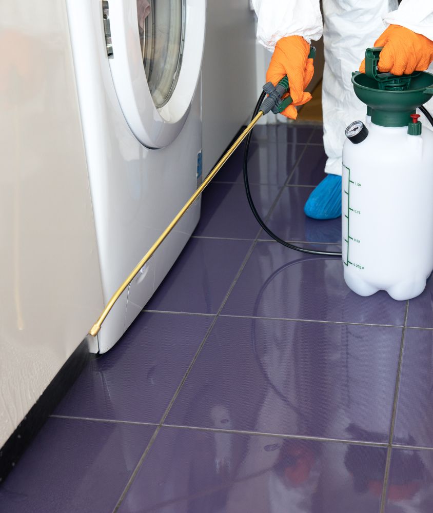 Dedetização em Brasília