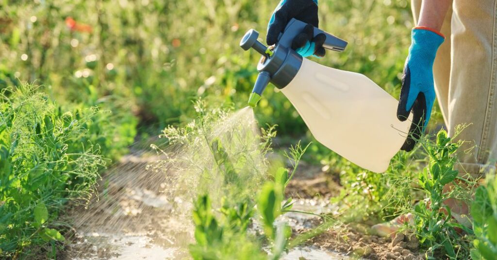 controle de pragas em Brasília