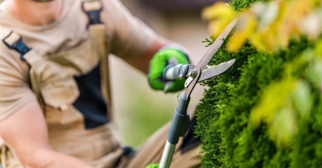manutenção de áreas verdes em Brasília